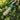 2-in-1 Cordless Electric Trimmer  Pruner for Makita 18V Battery - Grass Shear  Hedge Tool - Shop Wood Tools