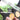 Garden Mini Hand Saw - Pruning Tool for Branches and Wall Panels - Shop Wood Tools