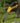Folding Pruning Saw - Classic German-Japanese Garden  Carpentry Tool - Shop Wood Tools