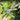 Bypass Pruning Shears - Anti-Slip Grip Garden Trimmer for Lawn Care - Shop Wood Tools