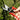 Red Handle Gardening Scissors - Ideal for Farming  Flower Picking - Shop Wood Tools